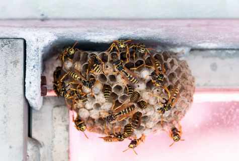 How to bring wasps at the dacha