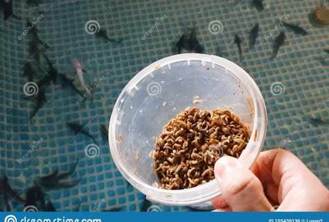 How to remove maggots and flies in the private sector