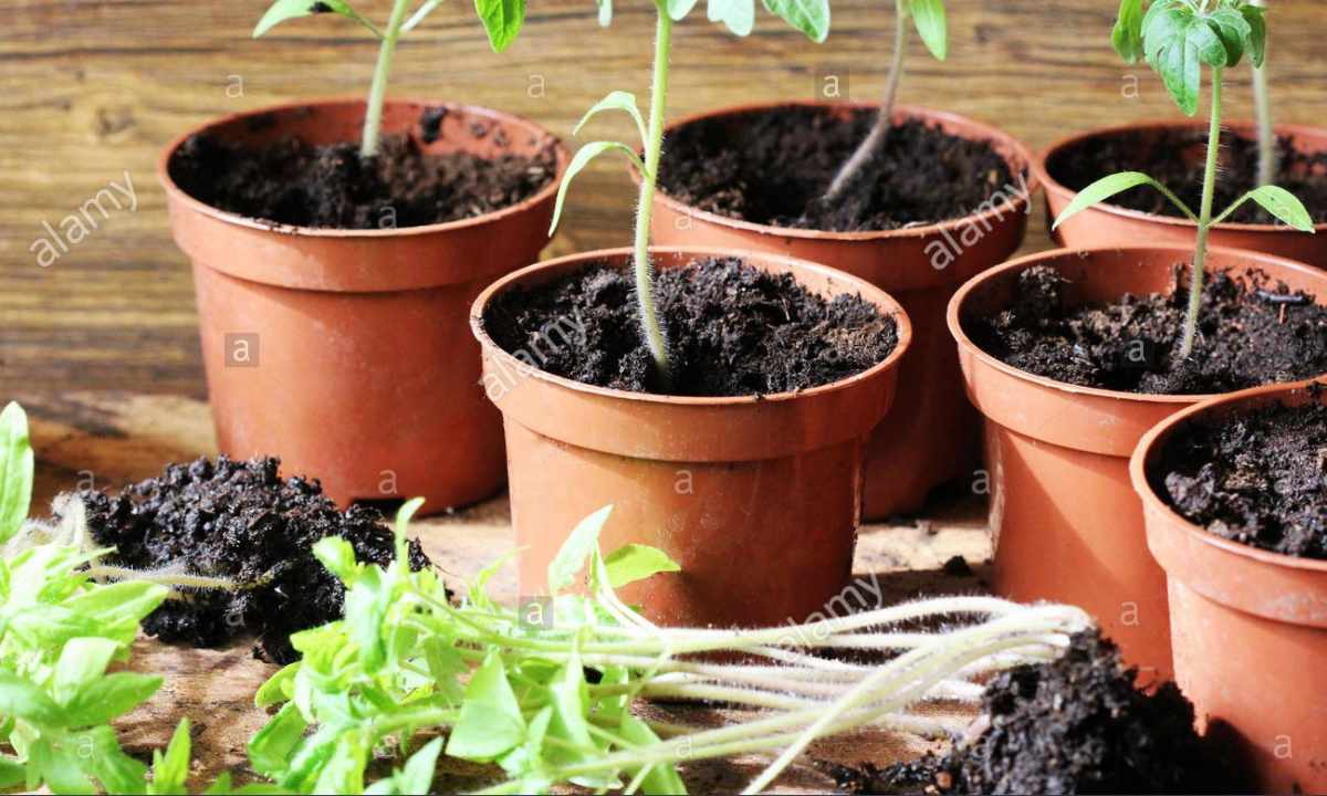How to prepare seedling of tomatoes