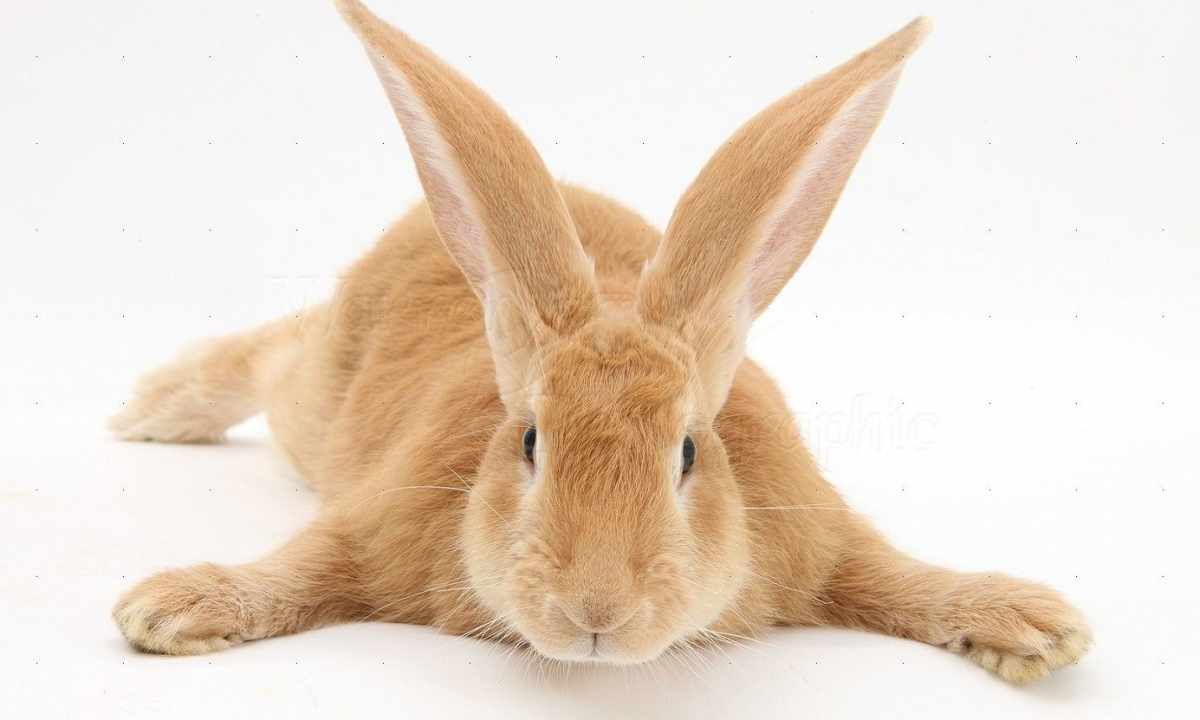 The best breeds of rabbits giants