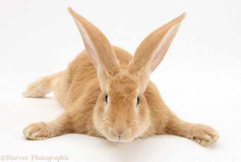 The best breeds of rabbits giants