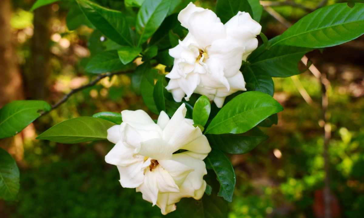 How to look after gardenia