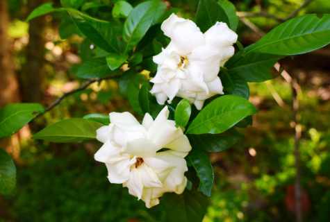 How to look after gardenia