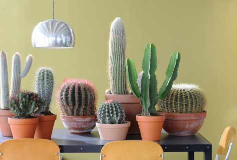Whether it is useful to keep cacti in the house