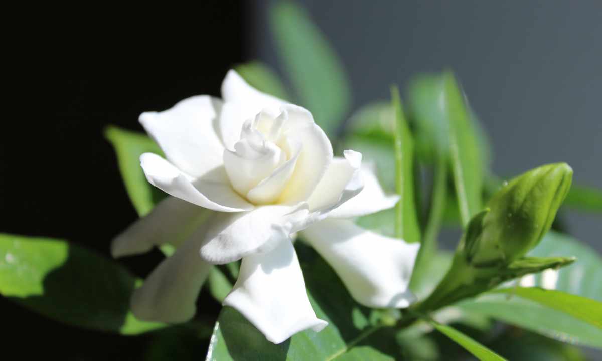 Gardenia: care for the exacting beauty