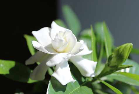 Gardenia: care for the exacting beauty