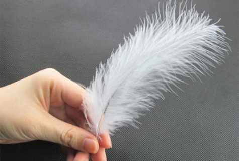 How to clean feathers