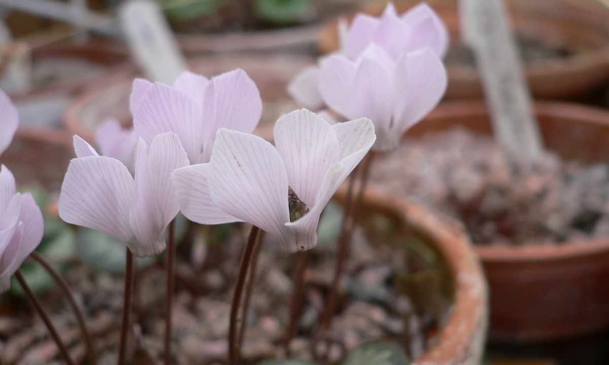 Cyclamen: cultivation and maintenance
