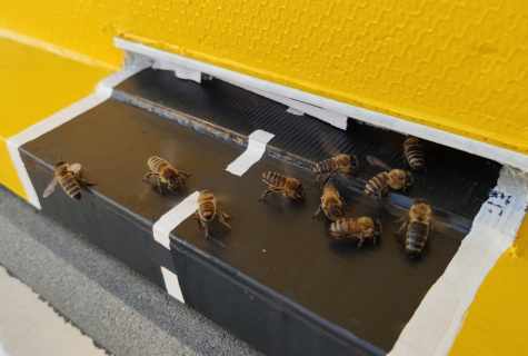 As it is correct to construct beehive: councils