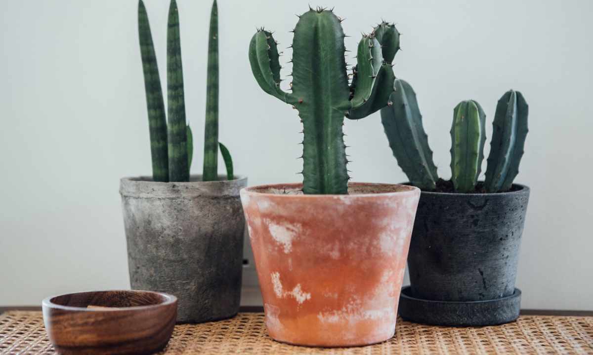 Cacti in the apartment: myths, signs, theories