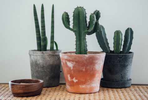 Cacti in the apartment: myths, signs, theories