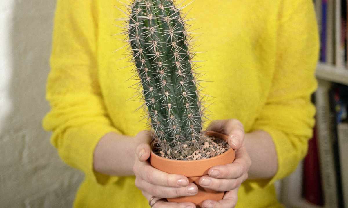 How to put cactus shoot