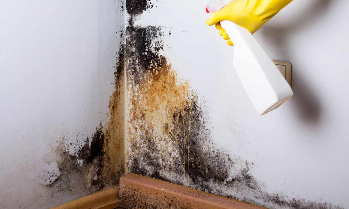 How to fight against house mold