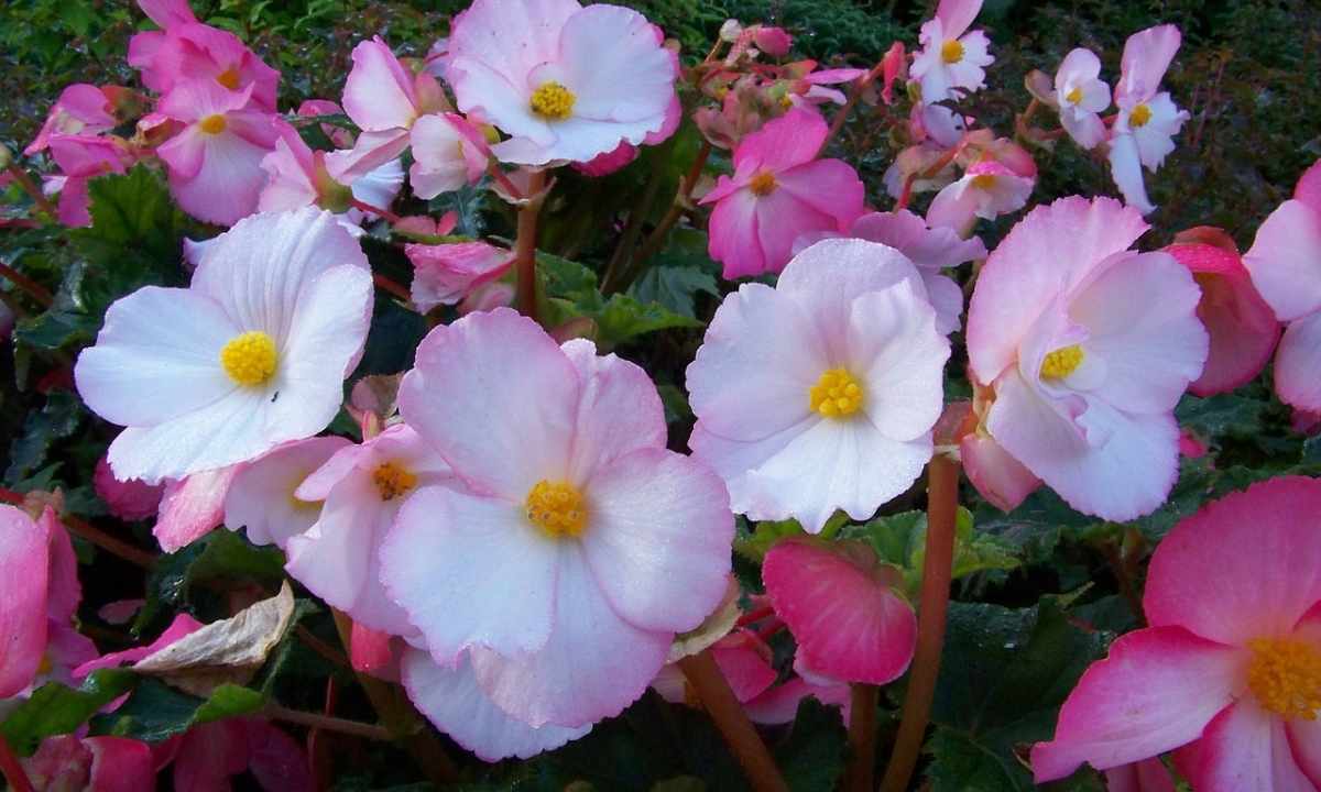 The most popular species of begonias