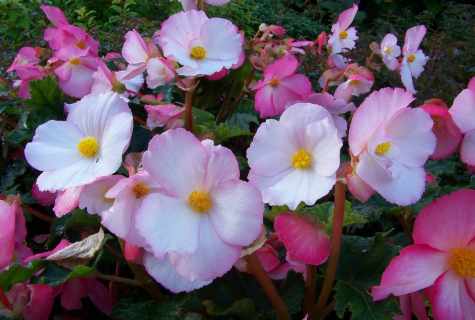 The most popular species of begonias