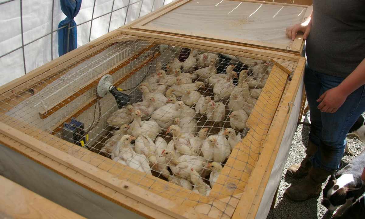 How to bring chickens in incubator