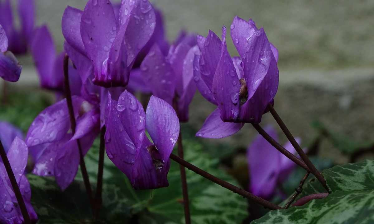 What are grades of cyclamens