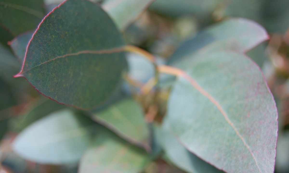 How to grow up eucalyptus
