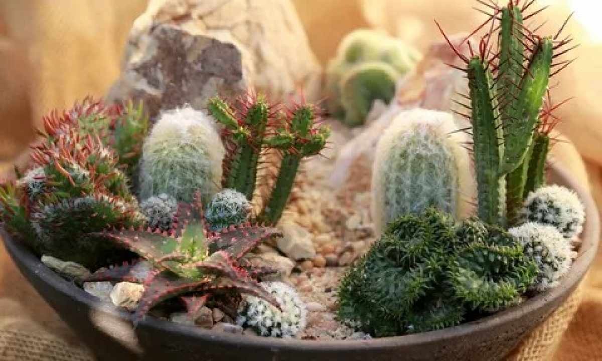 How to implant cactus