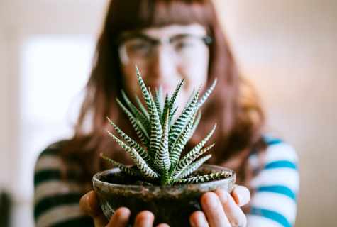 What houseplants bring family happiness