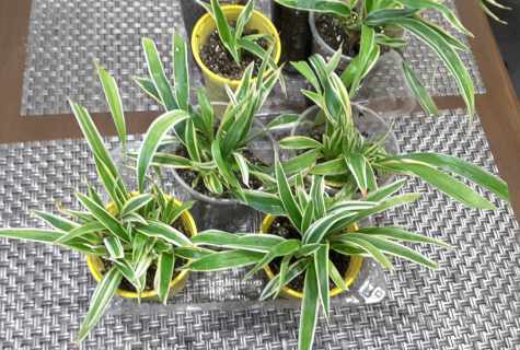 Crested chlorophytum: description, features of cultivation and leaving