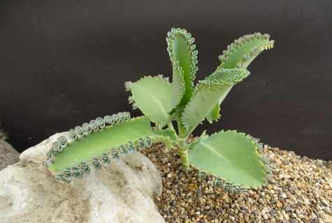 Reproduction of kalanchoe: features
