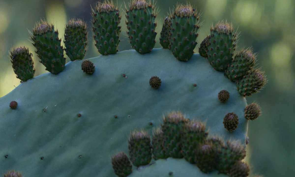 Popular species of room cacti
