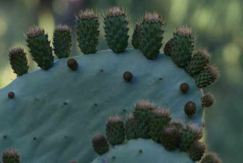 Popular species of room cacti