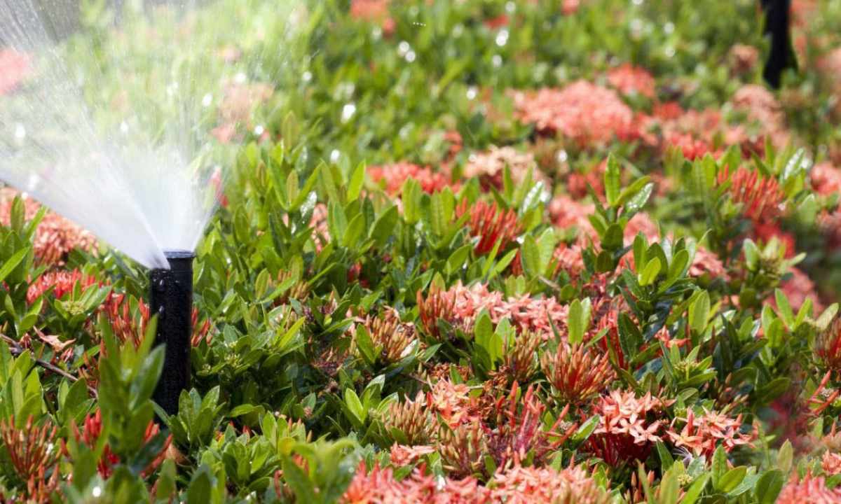 How to water flowers during the holiday