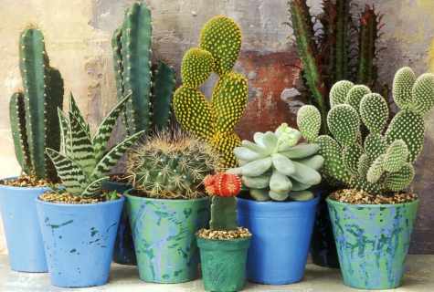 All about cacti: watering mode