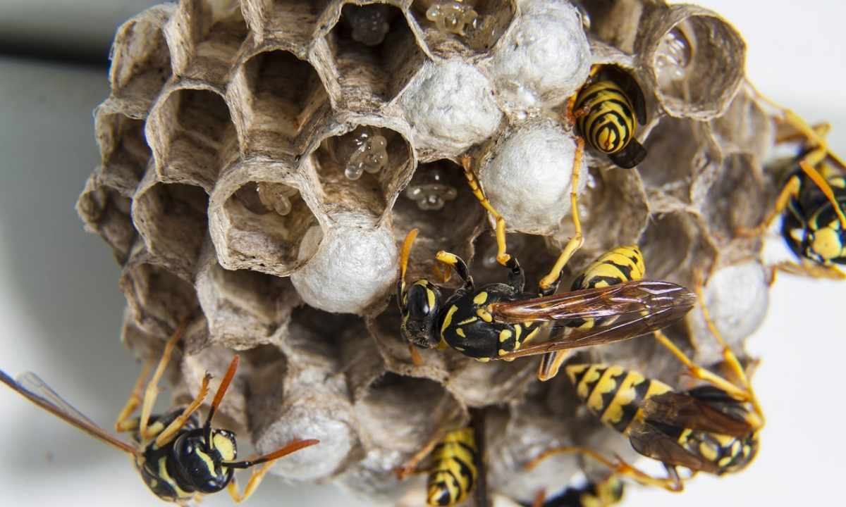How to get rid of wasps at the dacha