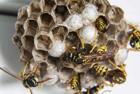 How to get rid of wasps at the dacha