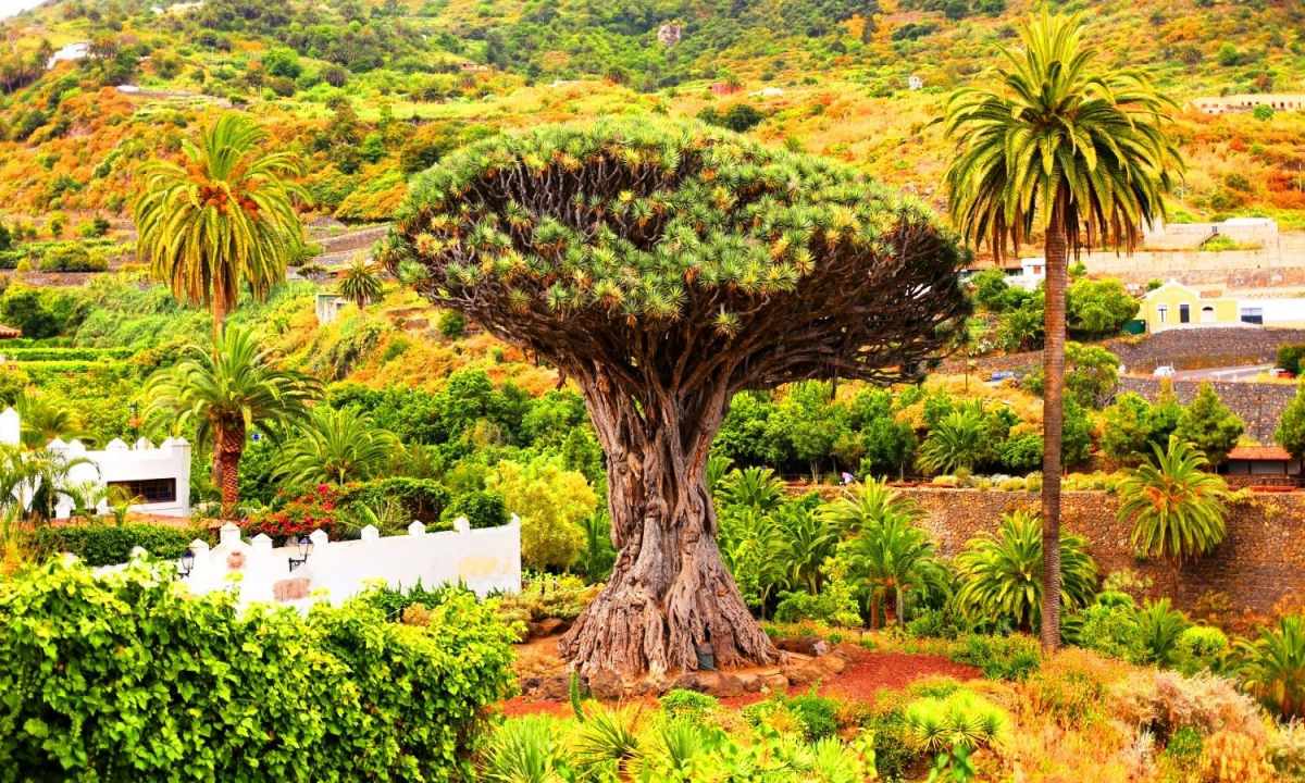 How to form dragon tree
