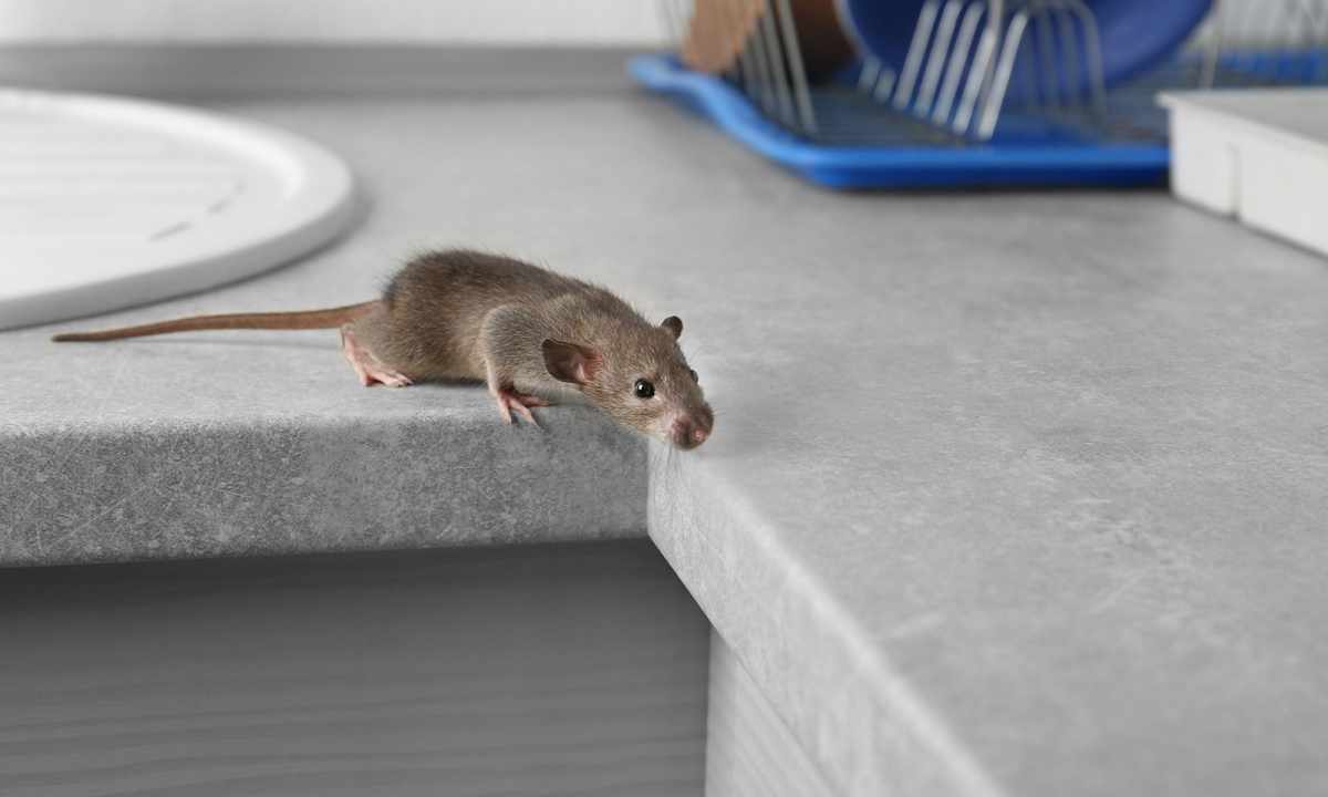 How to bring mice and rats