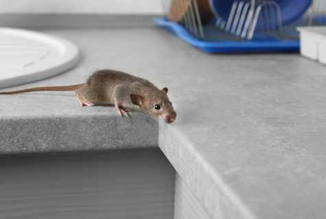 How to bring mice and rats