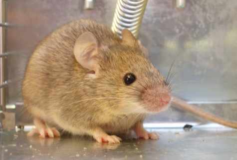 How to get rid of mice and other rodents