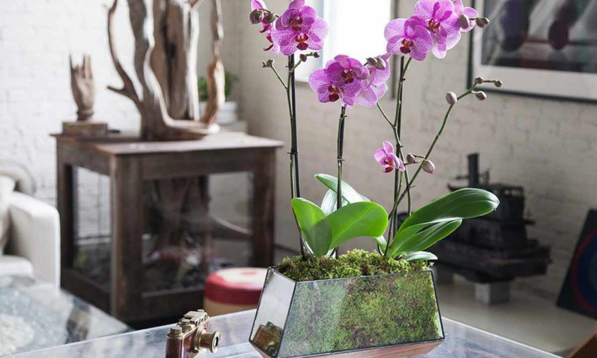 How to replace room orchid