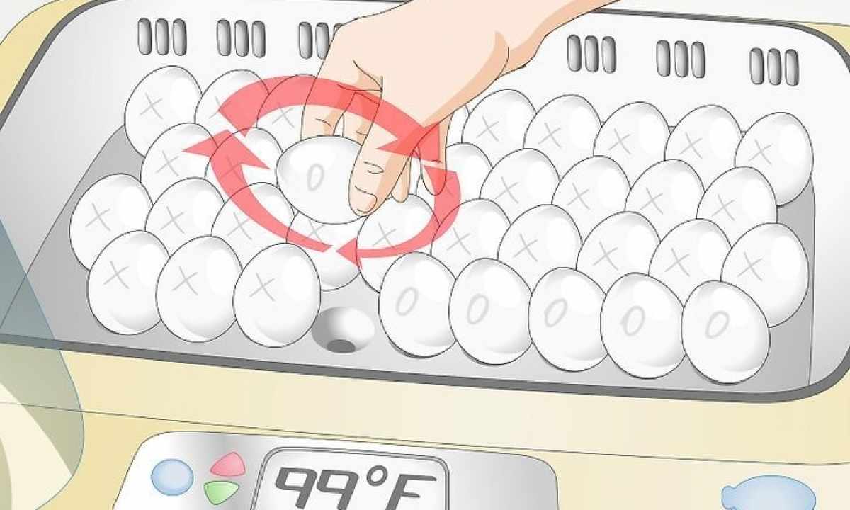 How to pick eggs for incubator
