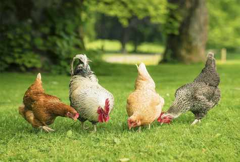 Hens avikolor: description, contents and feeding