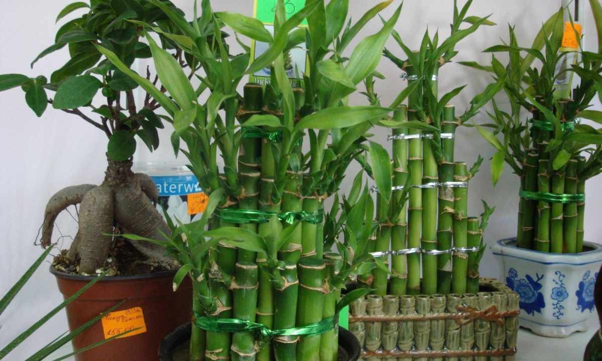Room bamboo: diseases, leaving, reproduction