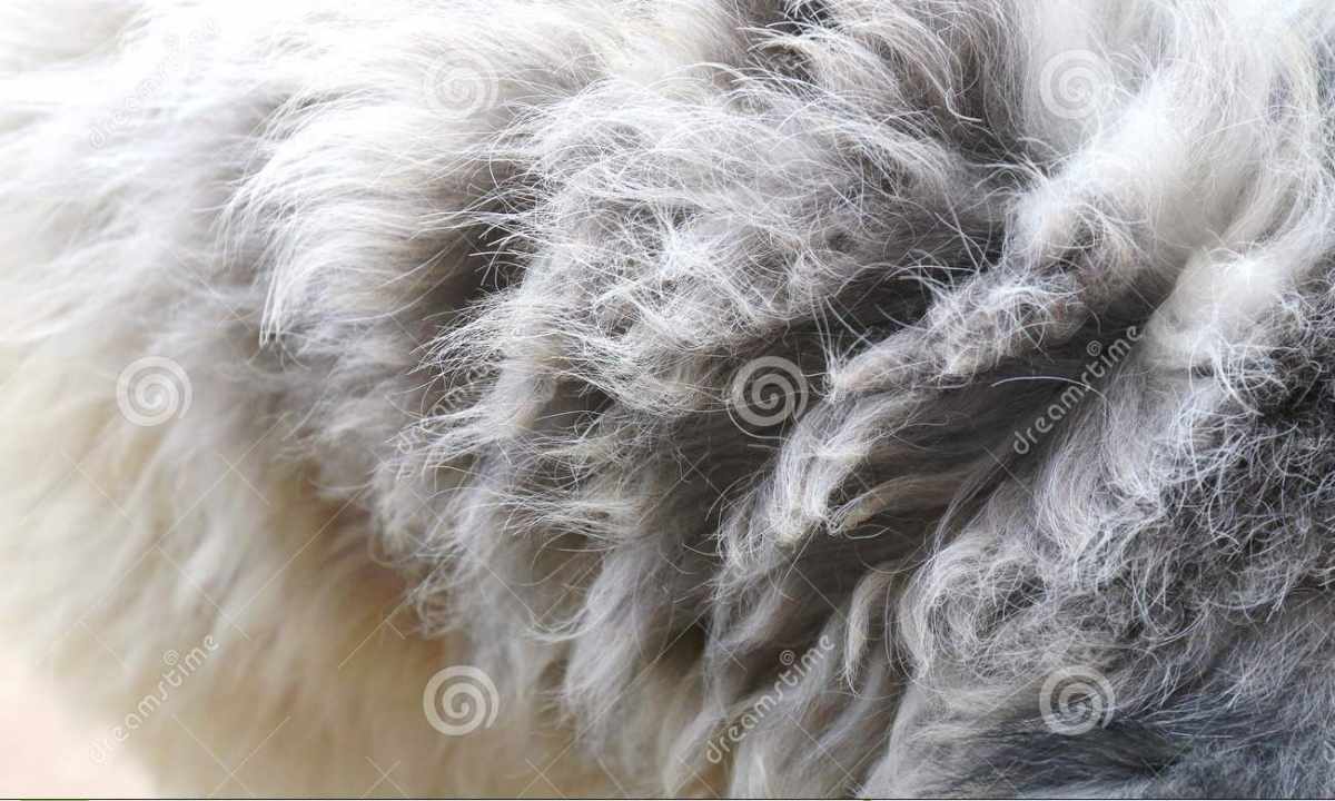 How to clean fur of the tsigal sheep
