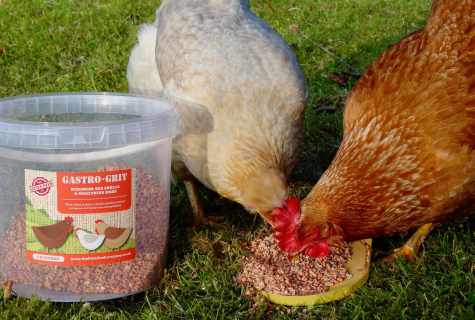 How to feed chickens