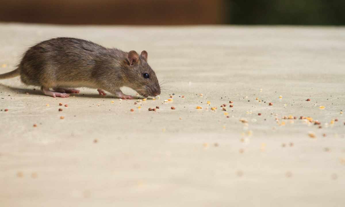 How to get rid of rats and mice