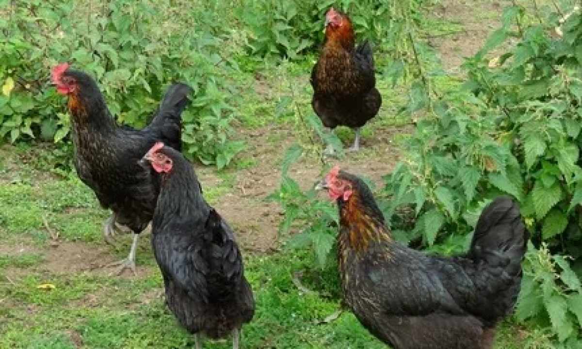 Hens breeds Maran: description, contents and feeding