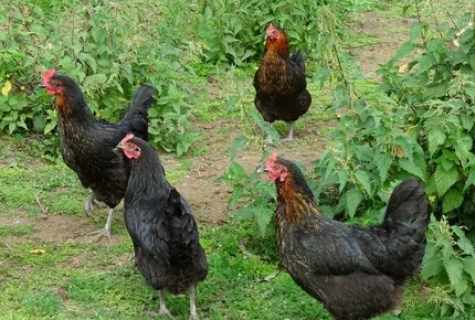Hens breeds Maran: description, contents and feeding