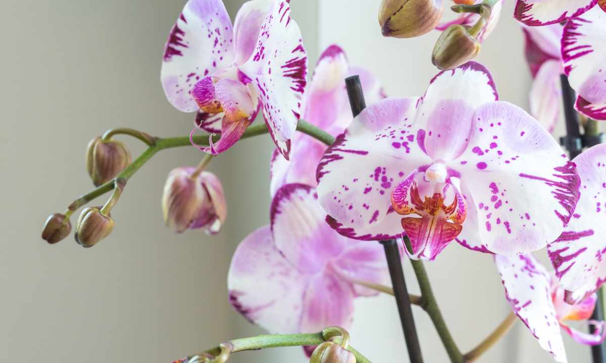 Whether it is possible to make multiple copies orchids independently