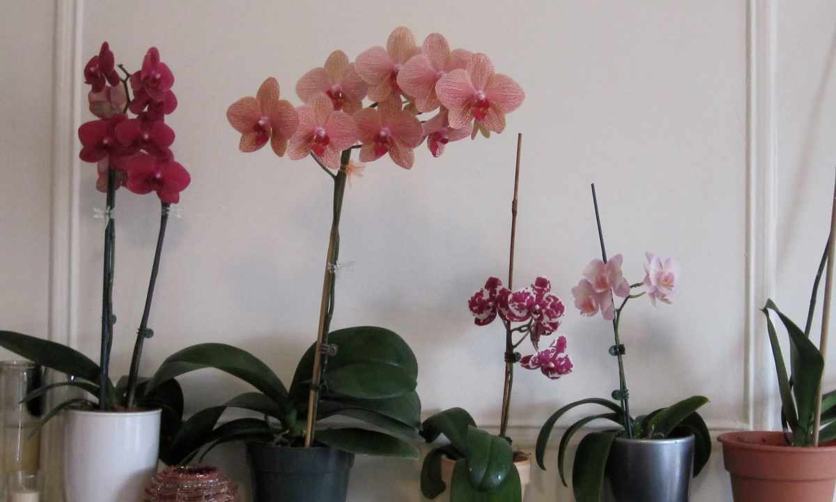 All about orchids: how to look after