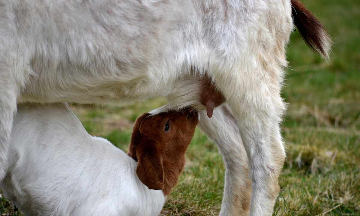 How to milk goat
