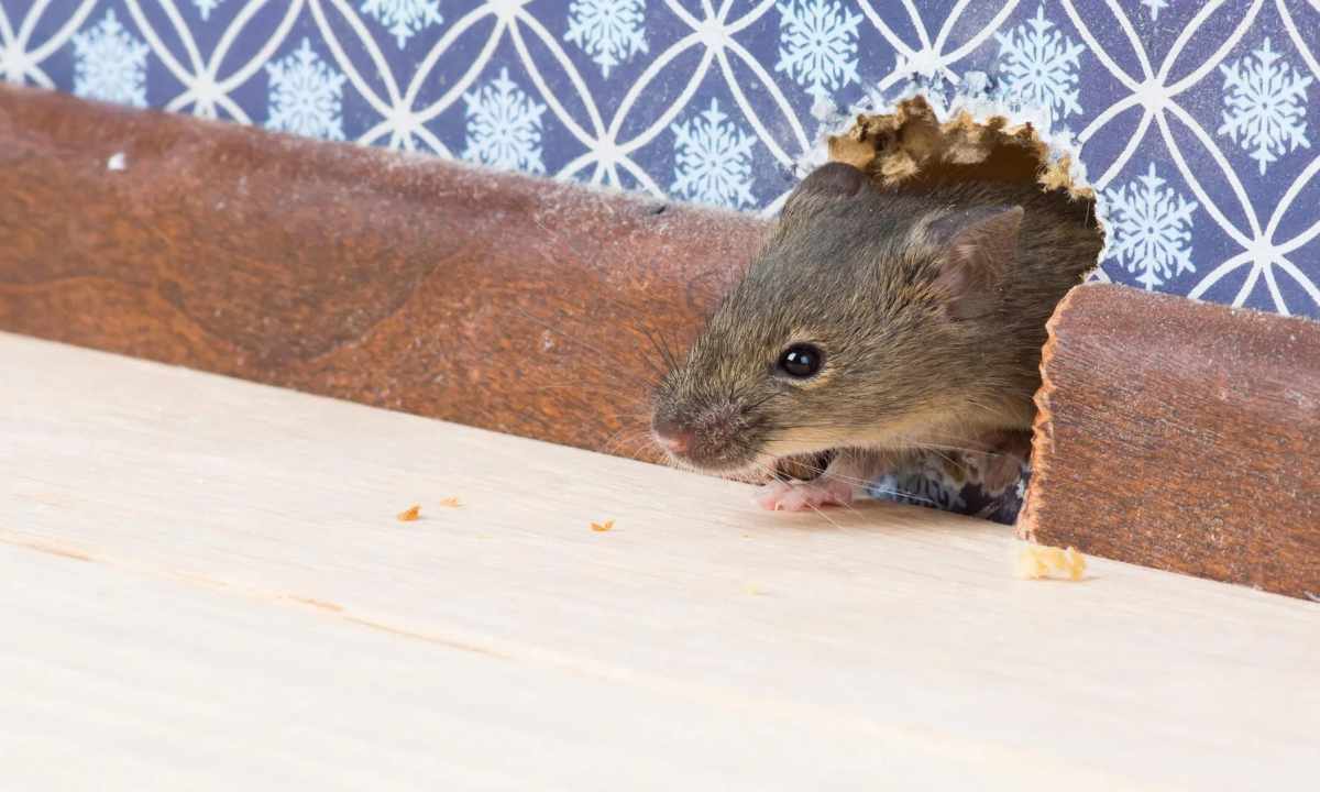 How to get rid of mice in country house