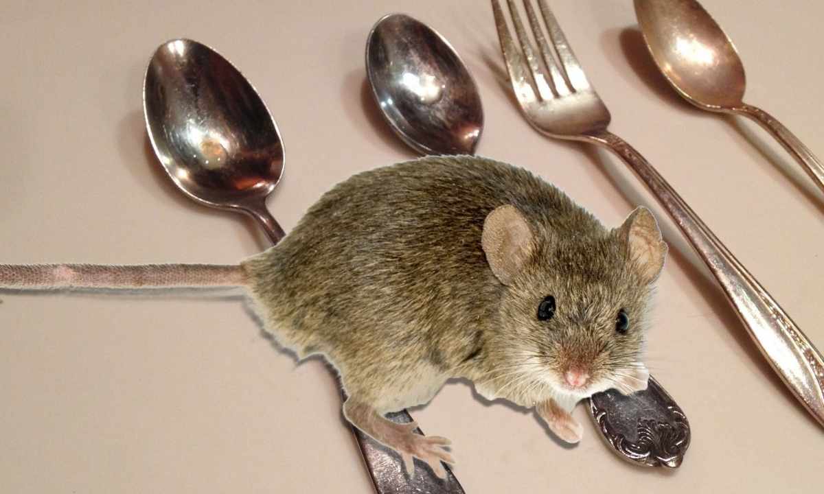 How to bring mice out of the apartment